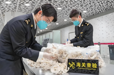 海南进出口燕窝报关清关