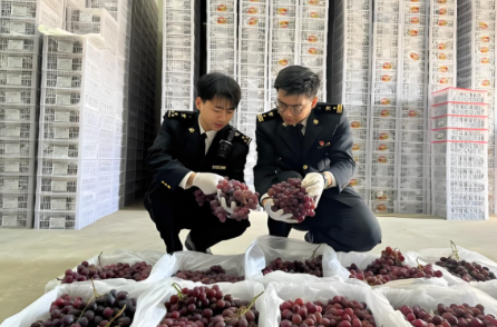 海南零关税鲜葡萄进口通关流程