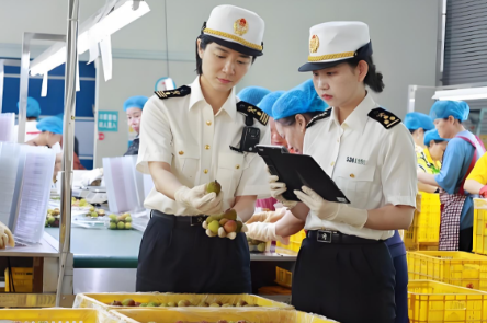 海南零关税进口鲜李及黑刺李报关清关