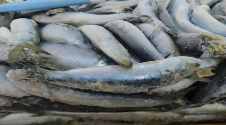 海南自贸港沙丁鱼进口报关清关